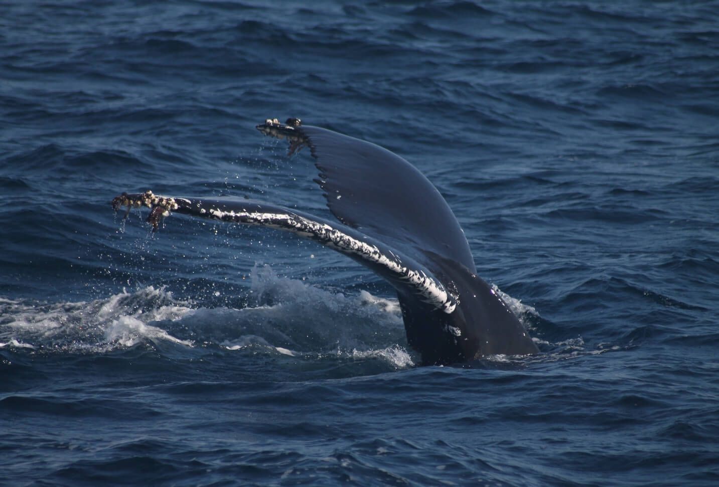 whale watching (4)