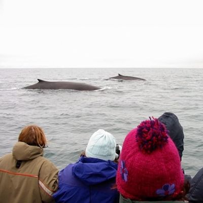 People and Fin Whales (1) (1)