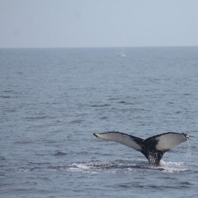 whale watching (3)