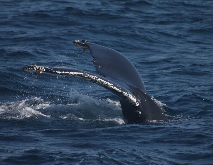 Whale Watching