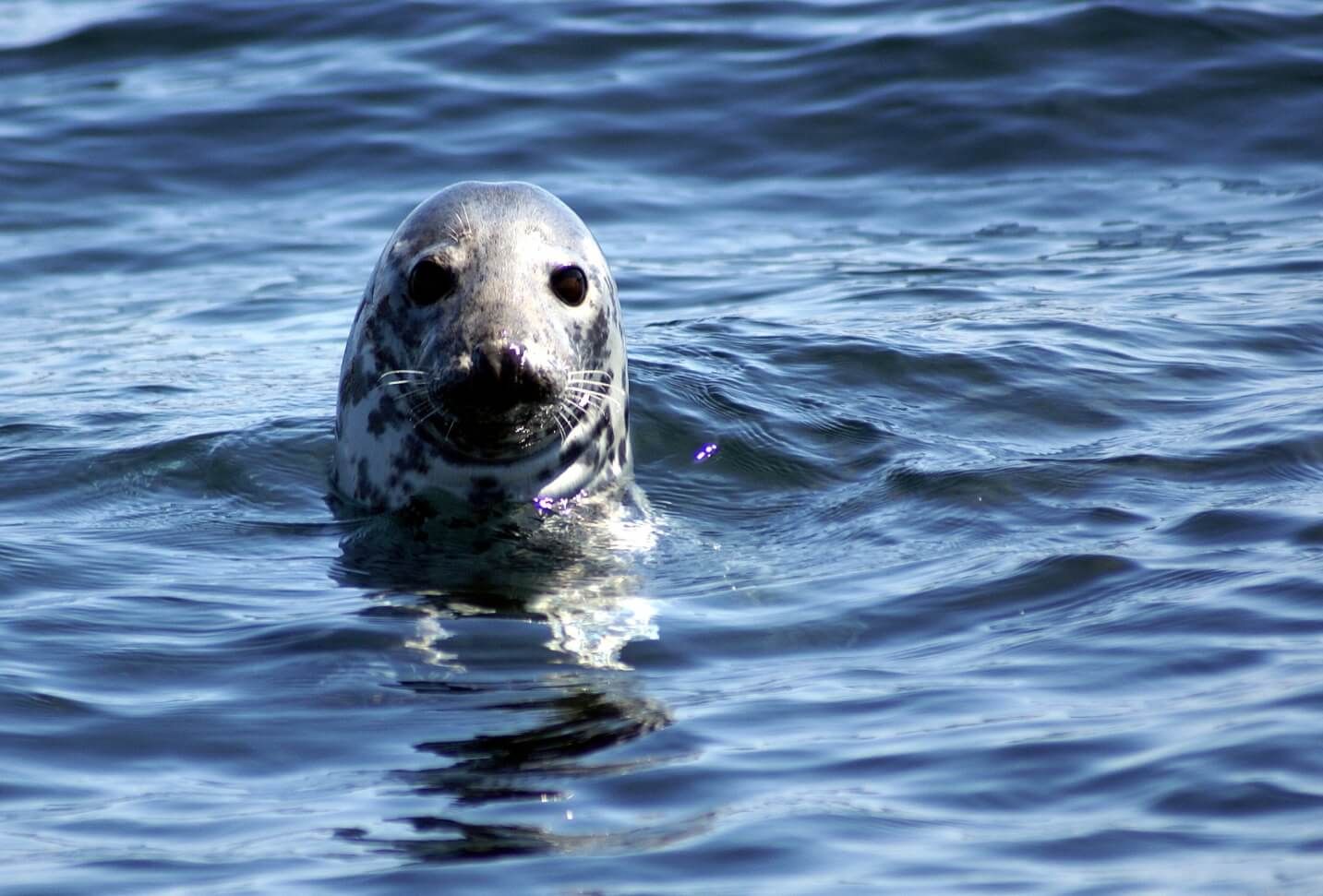 Atlantic Grey Seal (1)