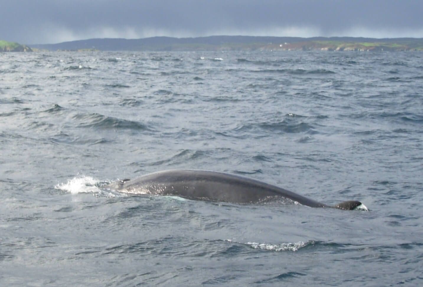 Minke Whale F (1) (1)