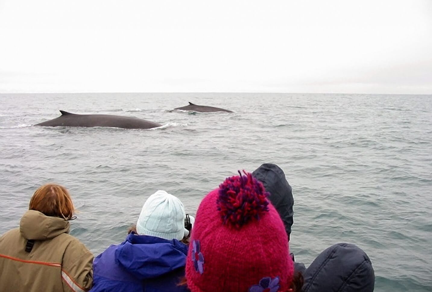 People and Fin Whales (2) (1) (1)