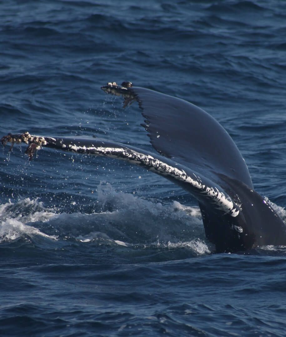 whale-watching