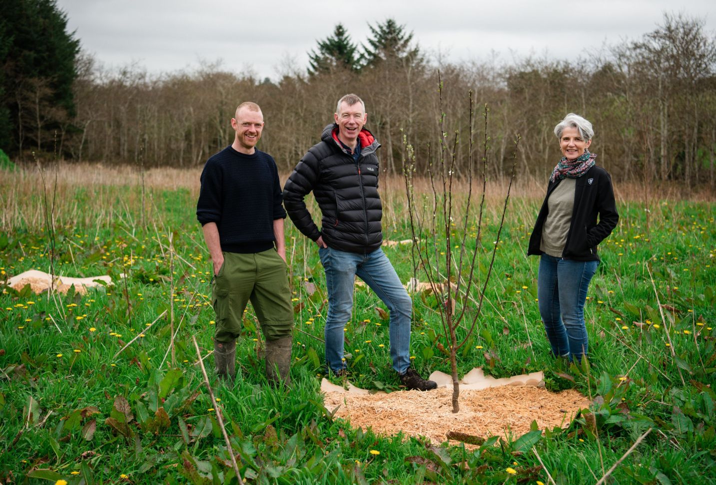 tree planting