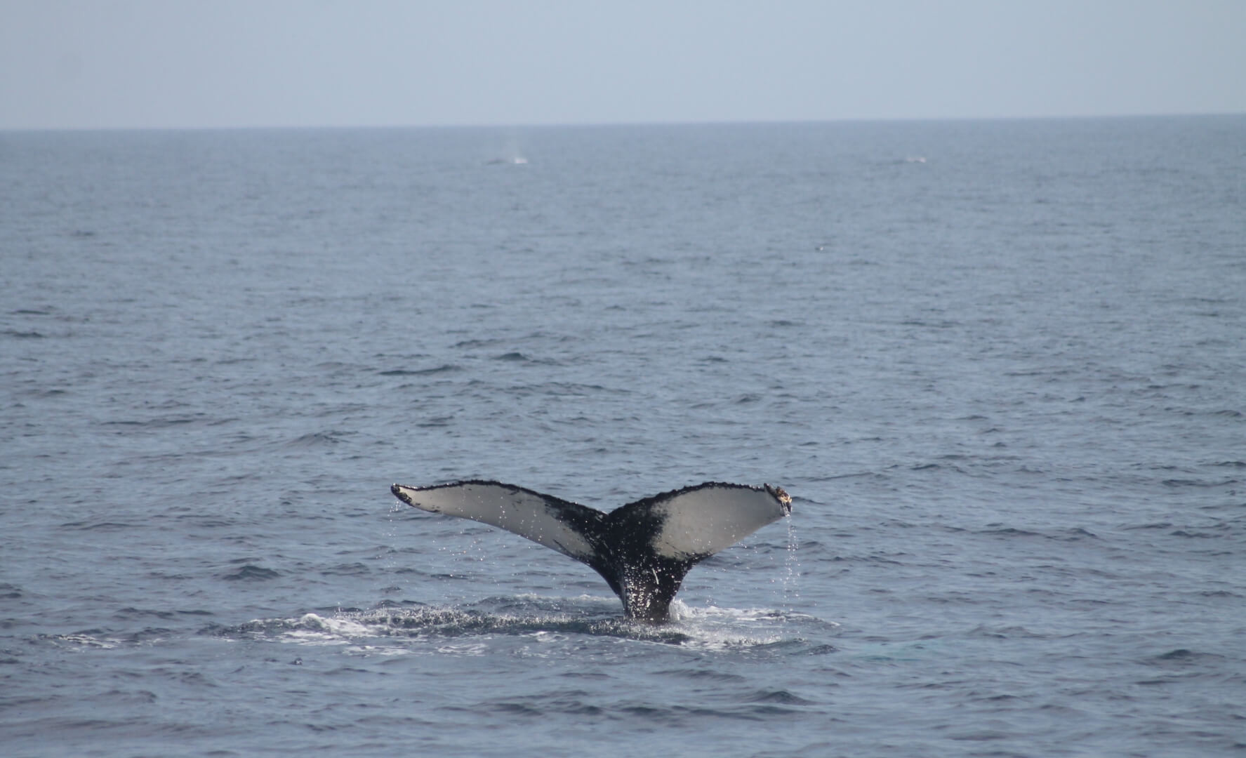 Whale watching www.inchydoneyisland.com_v4