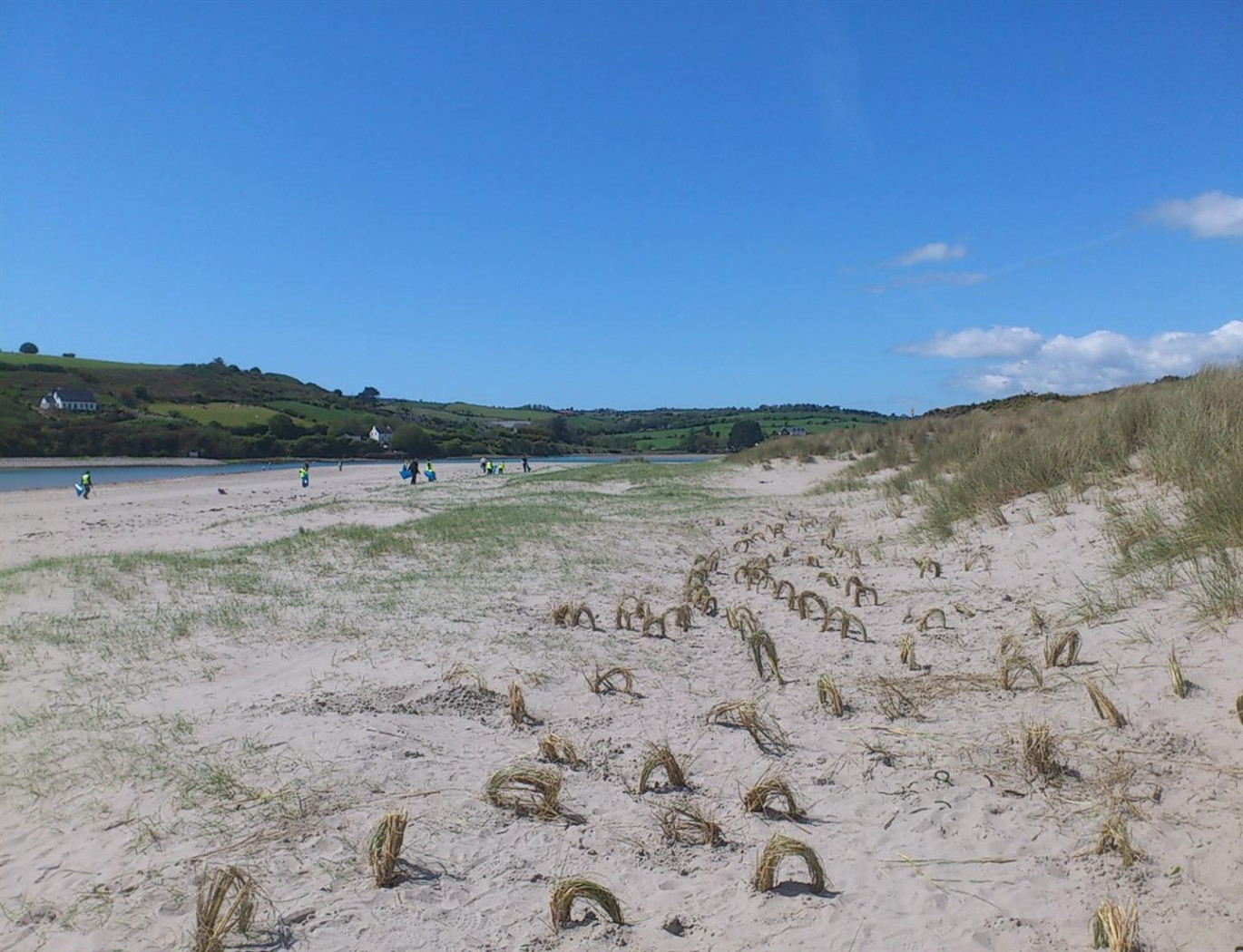 Coastcare ireland   inchydoney island marram grass planting and beach clean th may  pic www.inchydoneyisland.com_v4